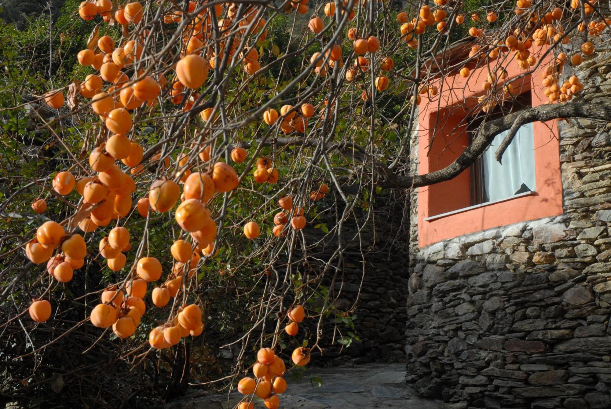 Masia D'En Valenti Anserall  Buitenkant foto